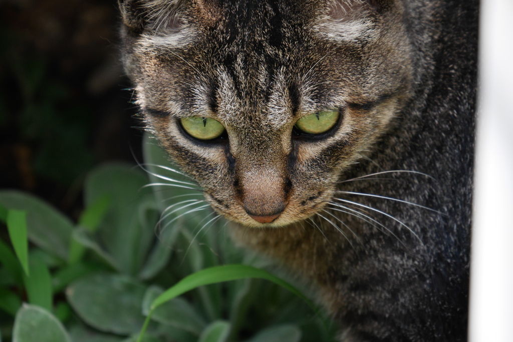 オクラを撮っていたら、竹垣の中からトラ子