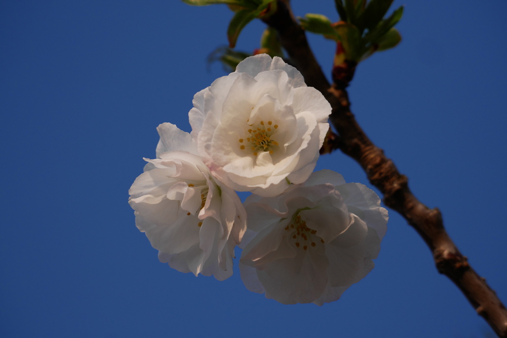 早くも八重桜