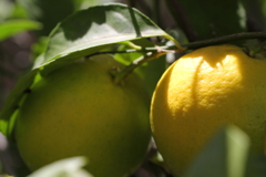 檸檬の秋