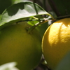 檸檬の秋