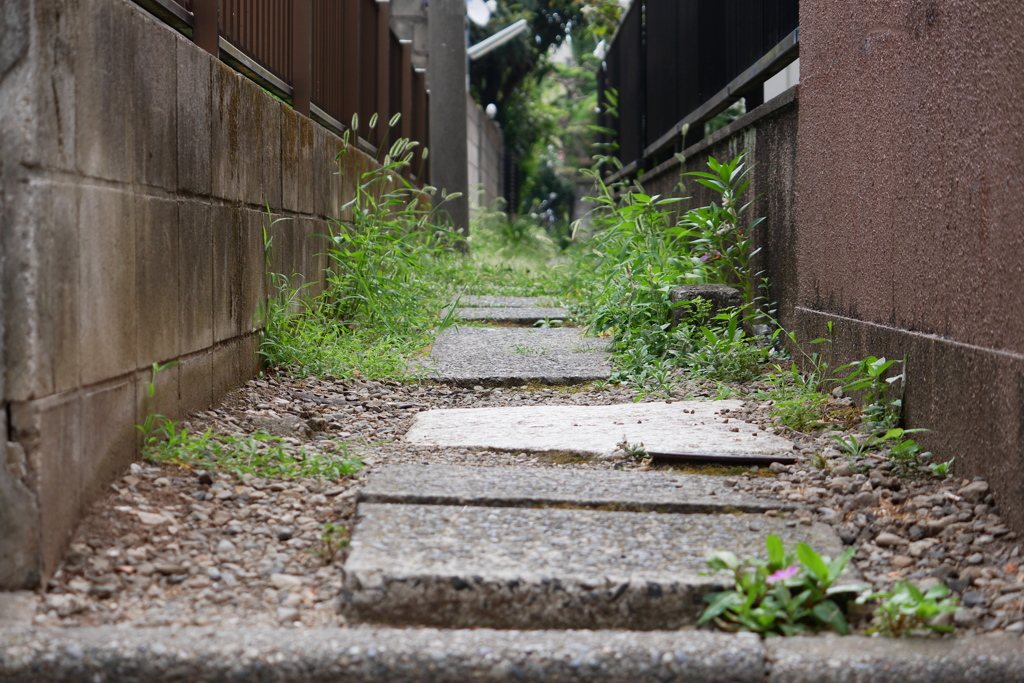 ネコ目線で見る極細の路地