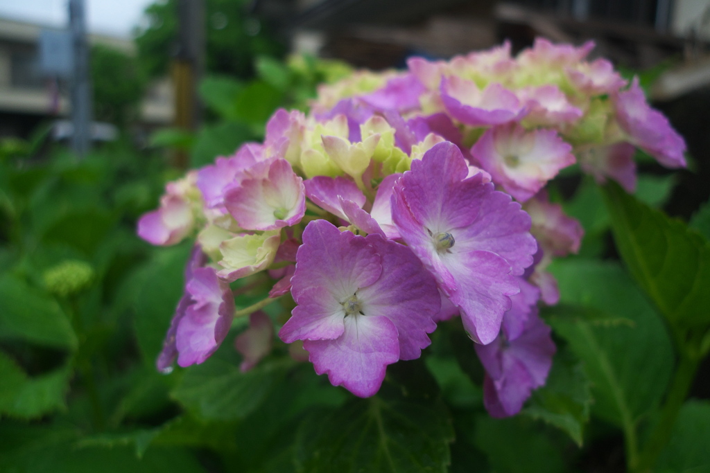 早くも咲き始めたご近所の紫陽花