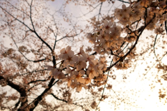 夕空と桜