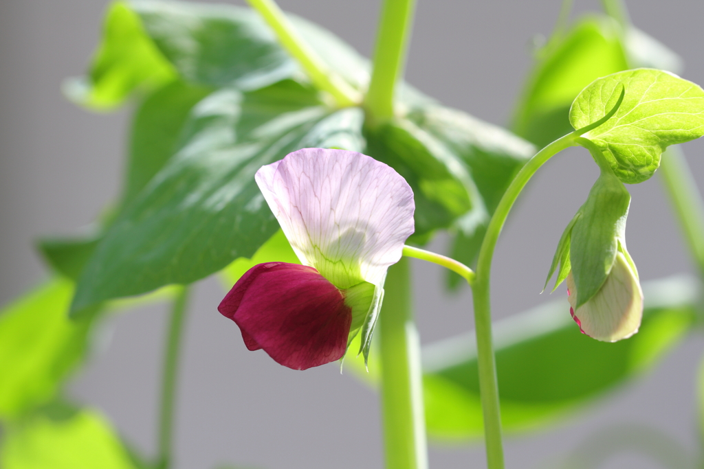 やっと開花、伸びすぎた絹さや
