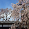 山門と桜