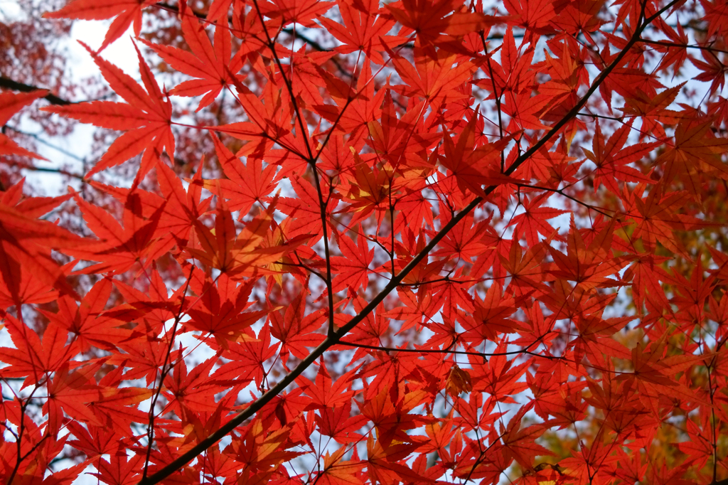 燃える様に紅