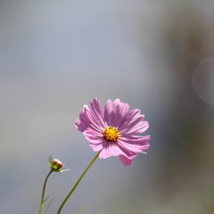 桜色の秋桜