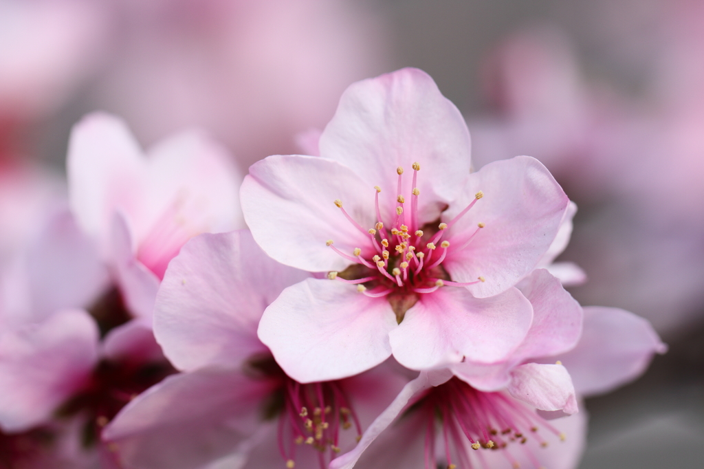 自販機脇の桜も満開