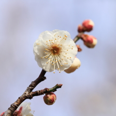 春の知らせ