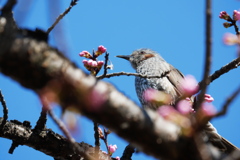咲き始めた桜で蜜を狙うヒヨ