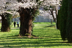 古木の貫禄を見せる桜並木