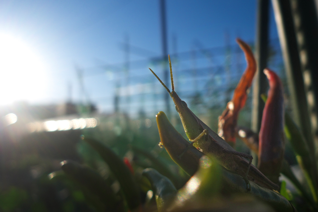 唐辛子を抱えるバッタ