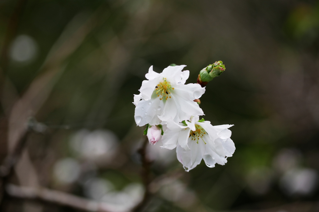 10月桜