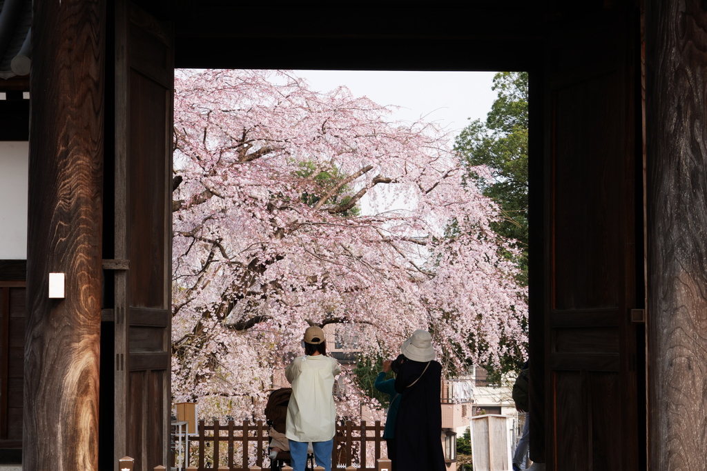 山門フレームで見る枝垂桜
