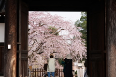 山門フレームで見る枝垂桜