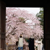 山門フレームで見る枝垂桜