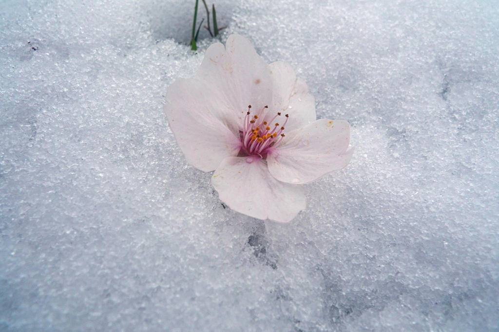 春の雪に落ちた桜