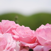 生垣と薔薇