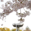 桜並木と噴水