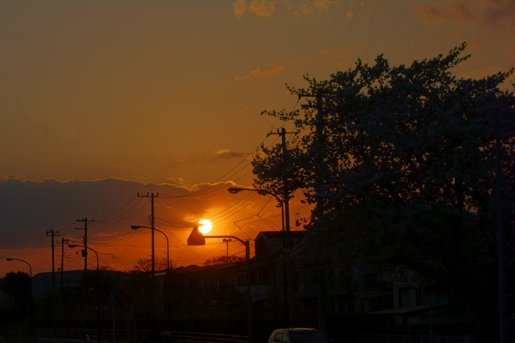 満開の桜のある夕景