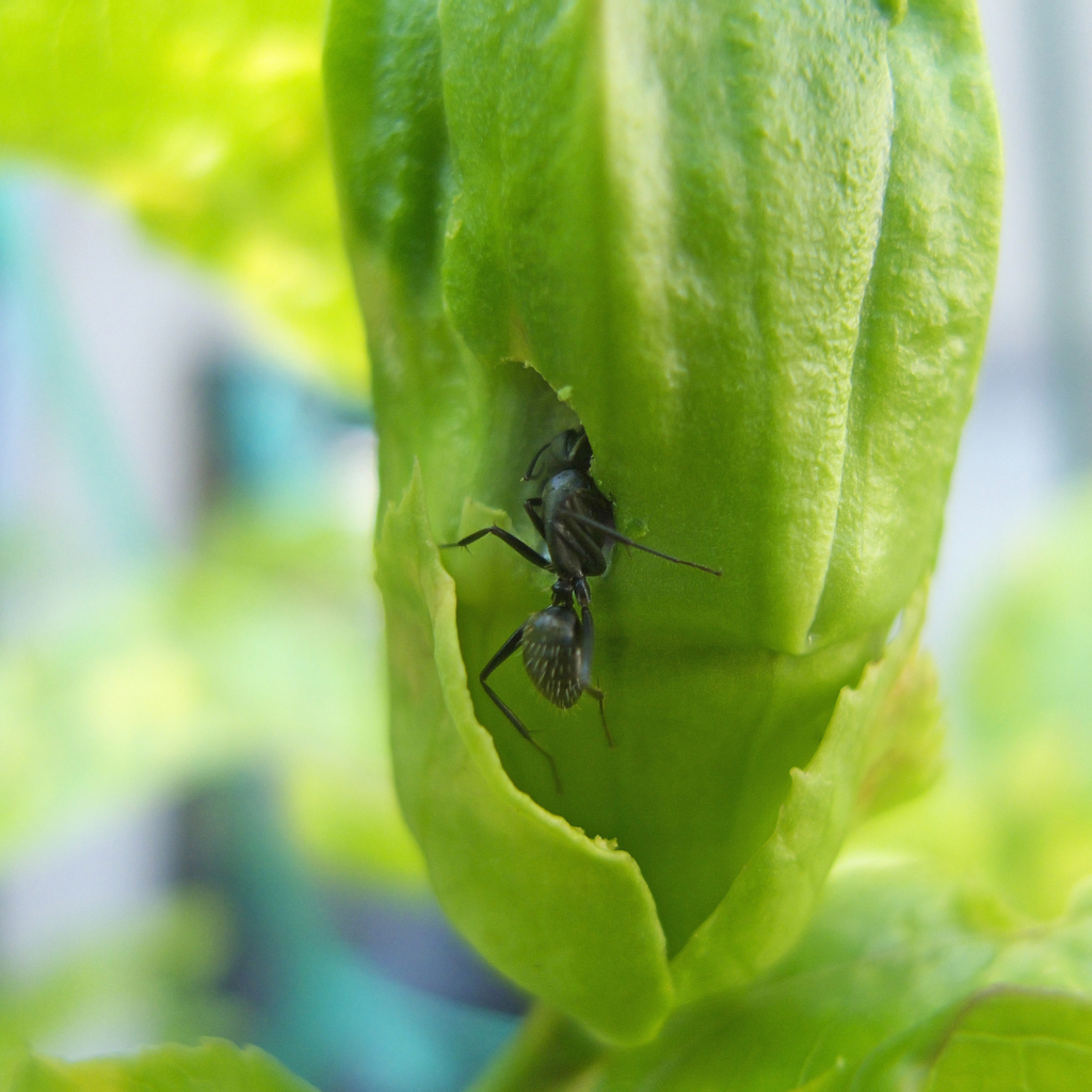 アリは穴を開けるほど蕾が好き