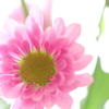 赤い菊