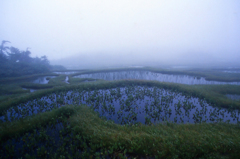 雨上がりの千沼ヶ原