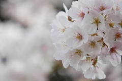 桜の花束