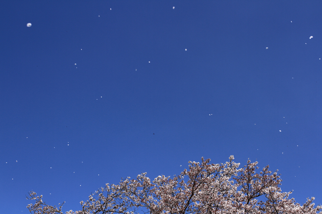風に舞う