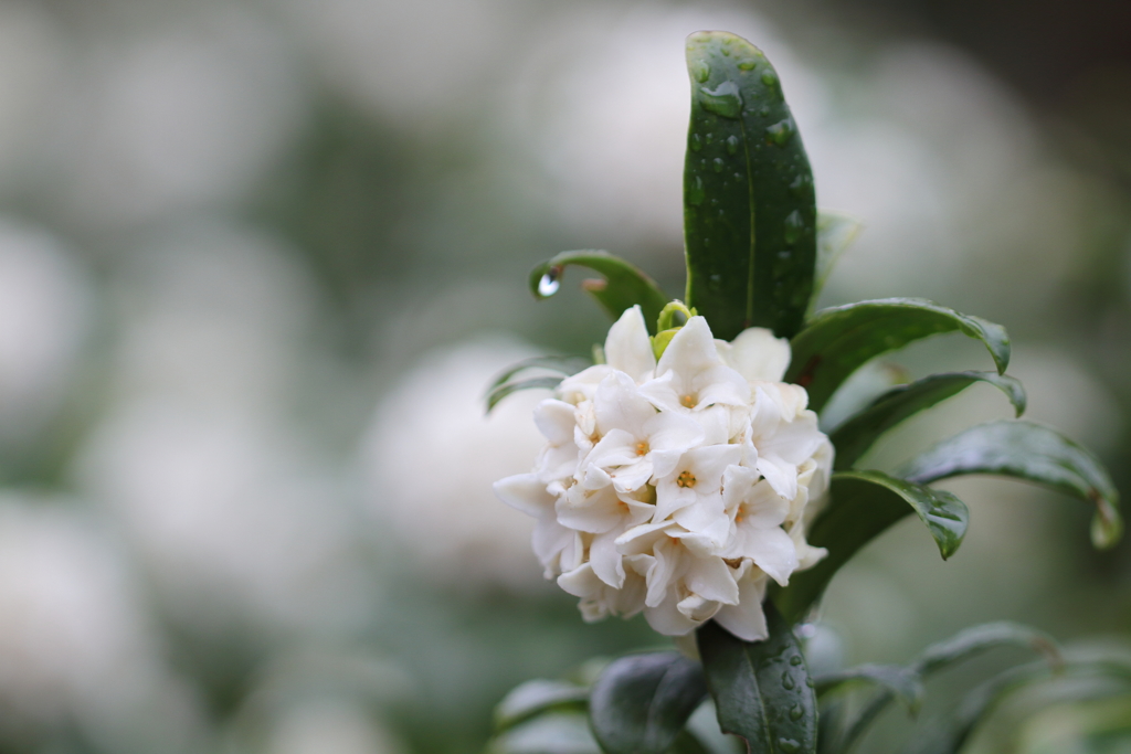 春の香り、沈丁花