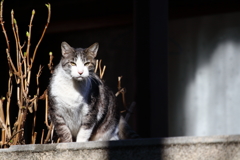 おはよう、キジトラ白