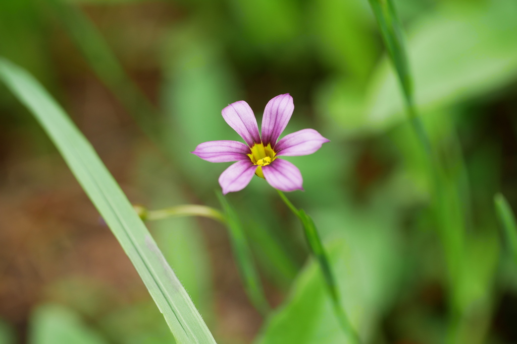 くさむらの庭石菖