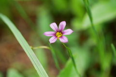 くさむらの庭石菖