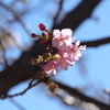 春の陽を浴びる河津桜の鮮やかな色
