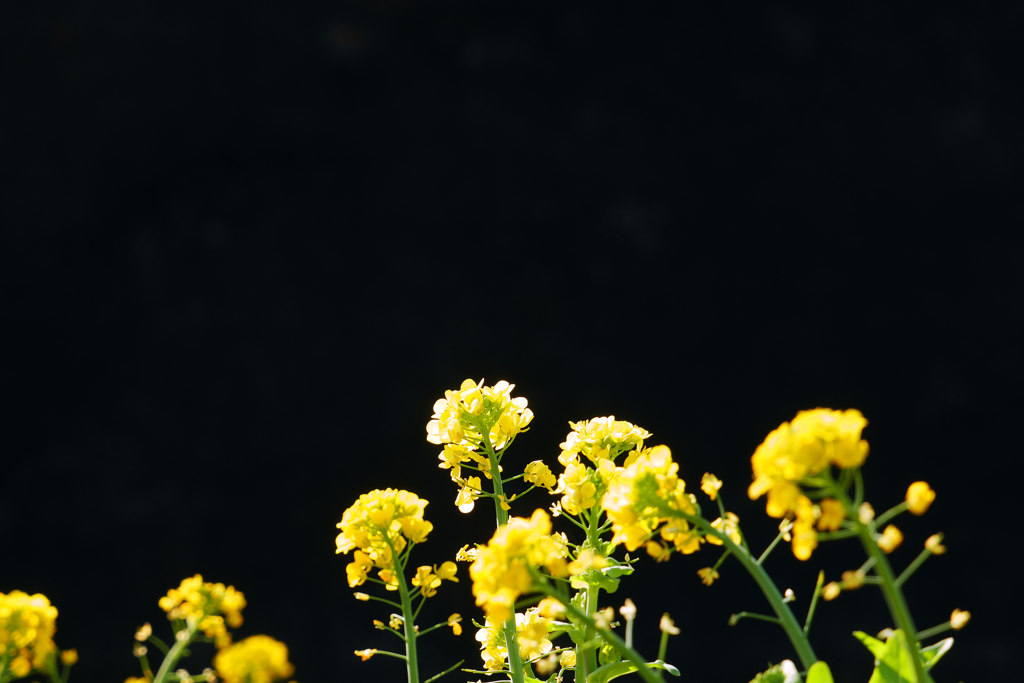 暗い背景に浮かぶ菜の花