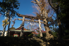 冬の青空と鳥居を見上げる