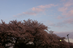 桜並木の夕景