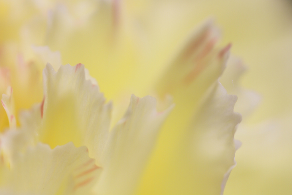 カーネーションの風景