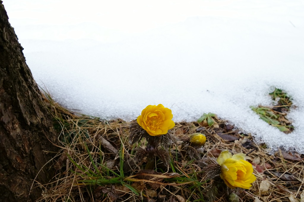 福寿草には雪が似合う