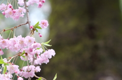 苔むす幹を背景に