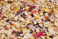 今年も秋のかほりを拾う