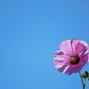 夏