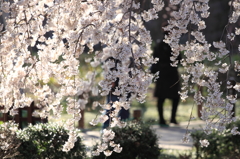 午後の光を透過する枝垂れ桜