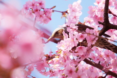 桜色の中でヒヨの眼差し