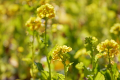 暖かな冬の陽の菜の花