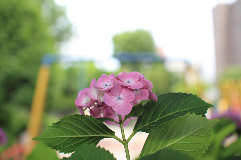 小～さな公園の紫陽花