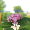 小～さな公園の紫陽花