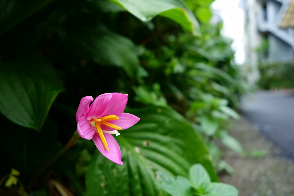 朝のお見送り・・・サフランモドキ