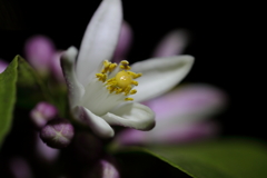 今日咲いたレモンの花を撮った夜