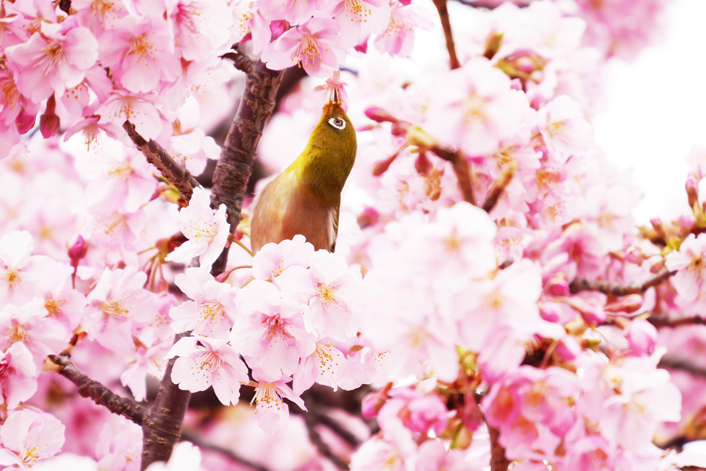 蜜を吸う